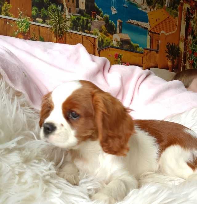 Cavalier King Charles Spaniel dziewczynka