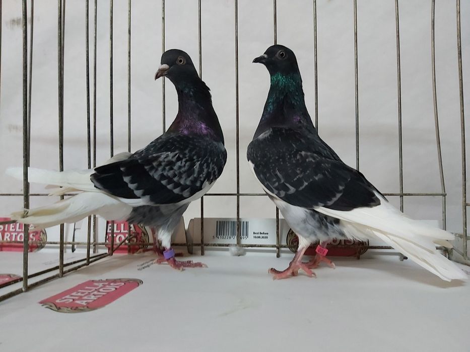 Gołębie Wyszfance Grochowe