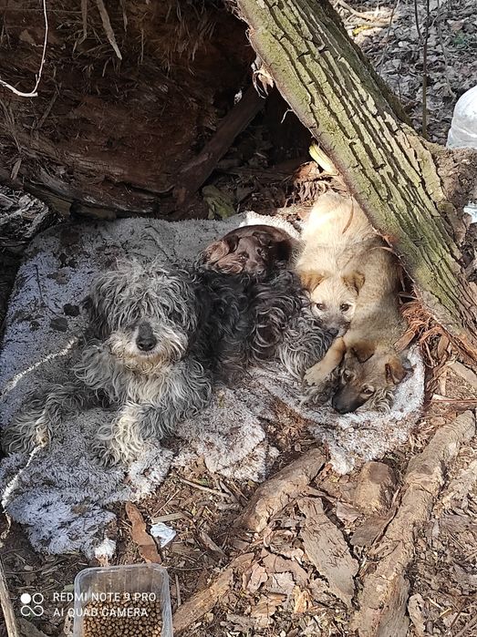 Цуценя з чудовим характером шукає люблячу сім'ю