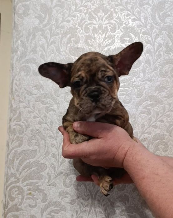 Вони(хлопці) просто неймовірно шикарної якості.