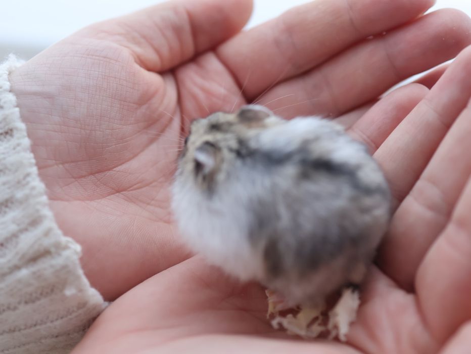 Klatka + Chomik dżungarski maleństwo