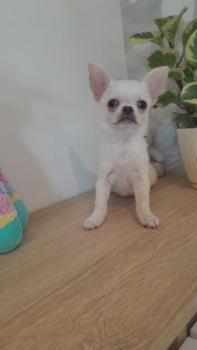 Chłopiec rasy chihuahua, 3 miesiące.
