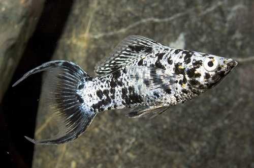 Molinezja dalmatyńczyk Poecilia sphenops