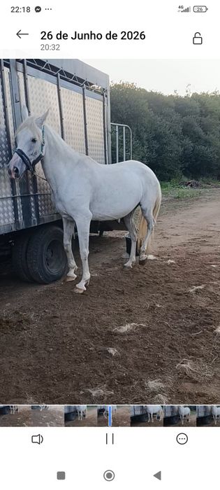 Vendo égua mansinha montada