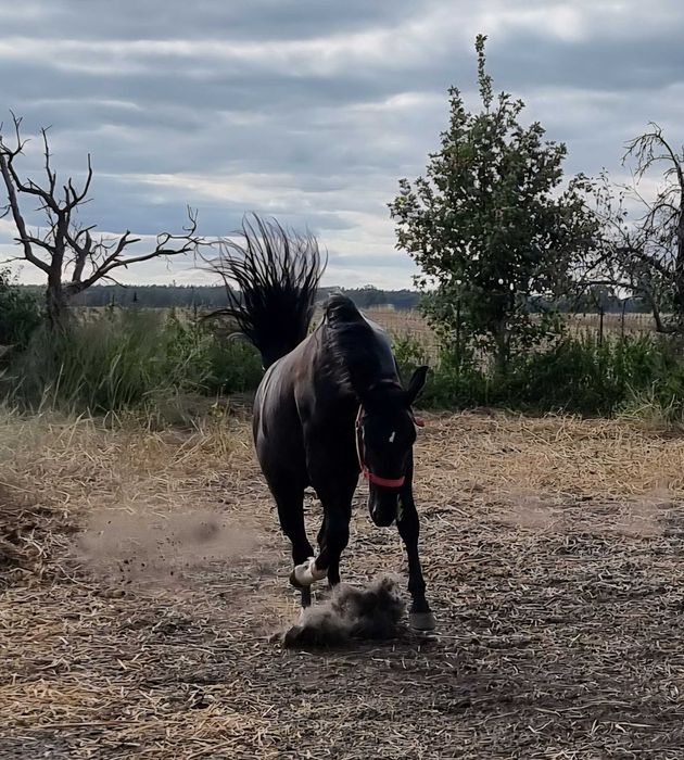 Kary ogier  na sprzedaż