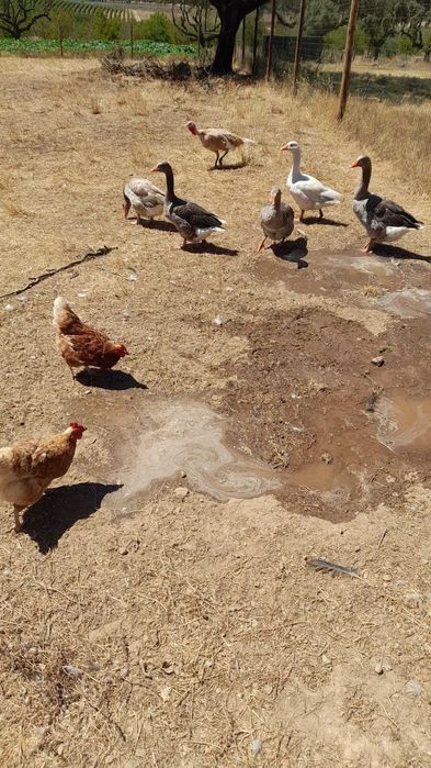 Vende-se gansos adultos