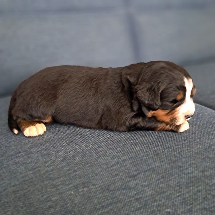 Berneński pies pasterski -rezerwacja