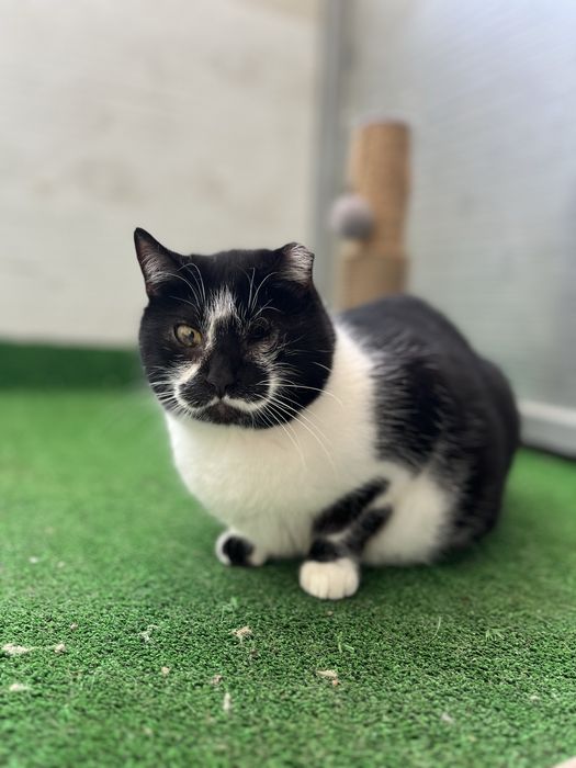 Petra- A “Refilona” que merece uma oportunidade!