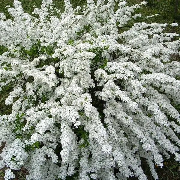 Спірея Вангута Аргута в горщику