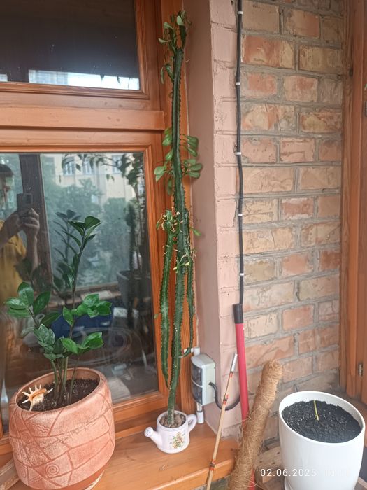 Молочай трикутний