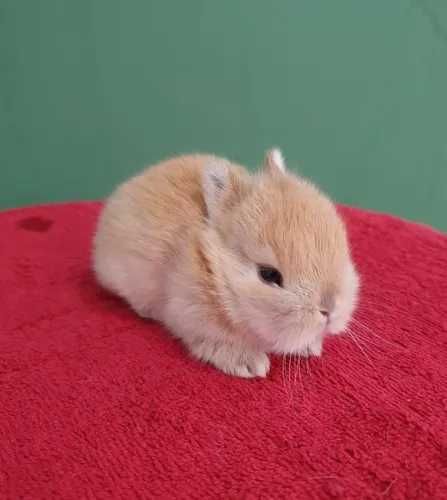 Coelhos anões teddy, mini hôlandes, mini toy, KIT completo