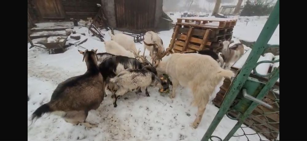 Kozy, kózki, koziołki Dolnośląskie