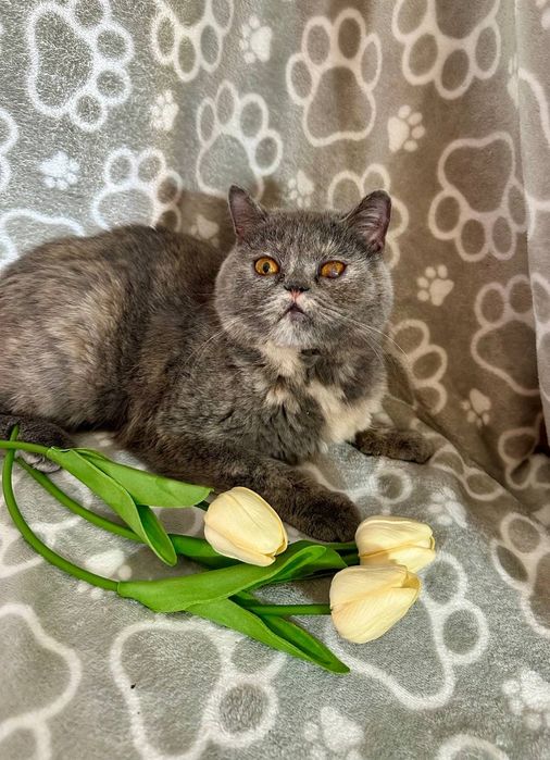 Отдам даром в добрые руки кошечку шотландской породы