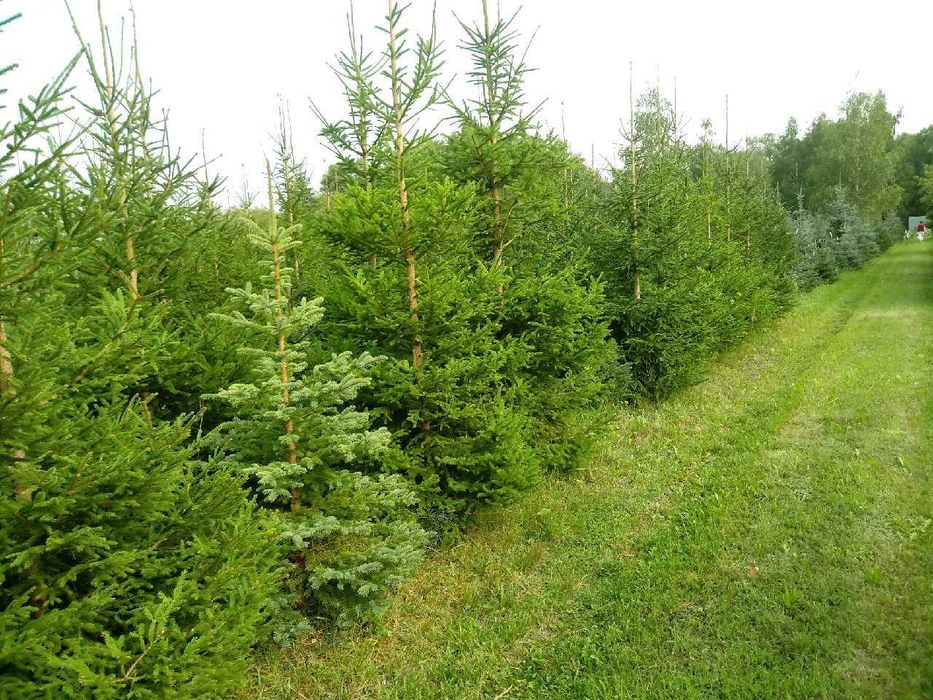 Choinki świerk pospolity i srebrny