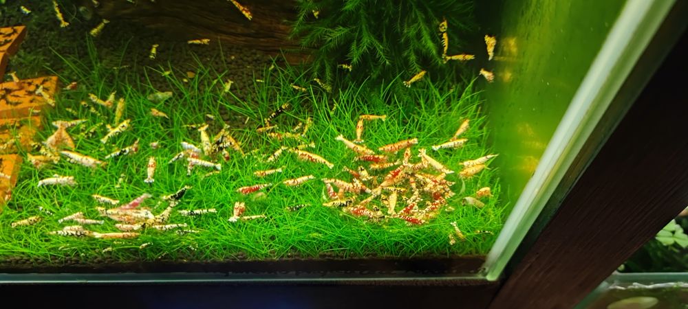 Krewetki Caridina Fancy Tiger red/black.