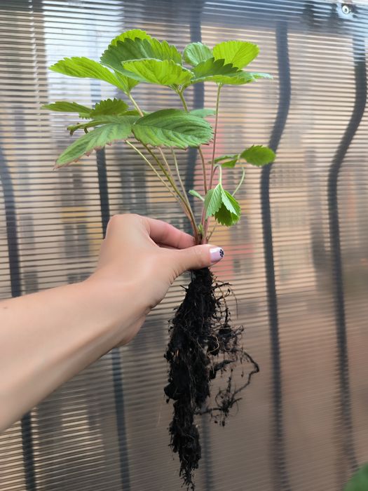 Саджанці суниці Карпатської лісової