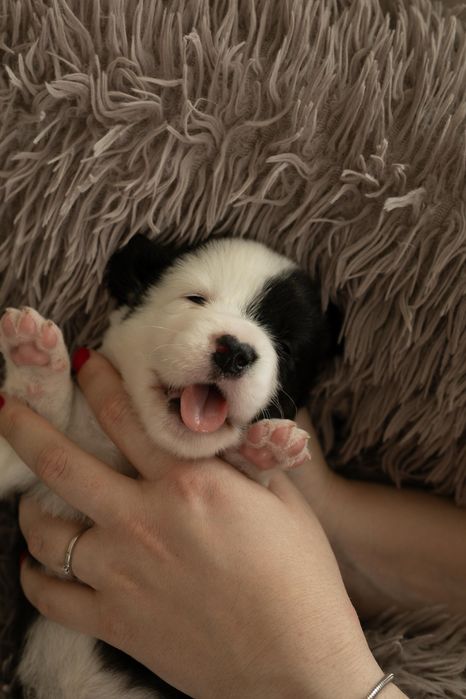 Коргі кардиган