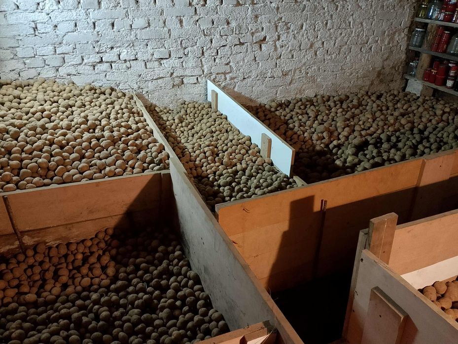 Ziemniaki  Bryza  oraz Tajfun!- dawna odmiana ! Zapraszam.