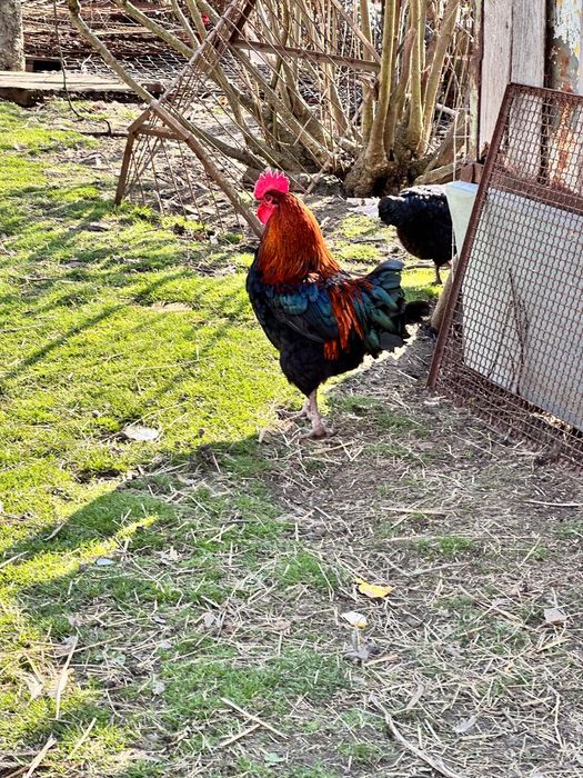 Sprzedam koguty Maransòw