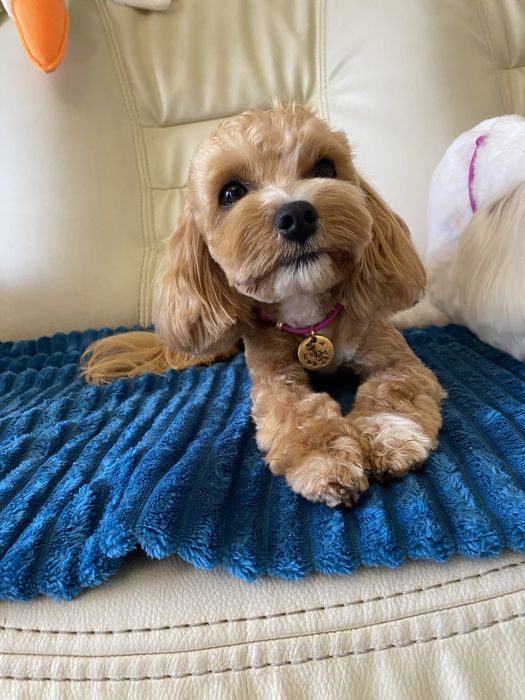 Цуценятка ф1мальтипу  мальти пу