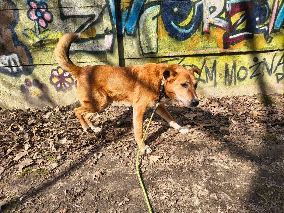 W typie pitbulla Łódź senior starszy rudy