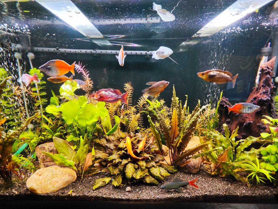 Продам аквариум 250л, травник, полный комплект