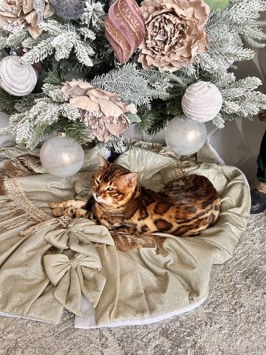 Бенгальські котики