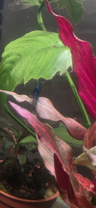 Neocaridina Blue Dream - High Grade.
