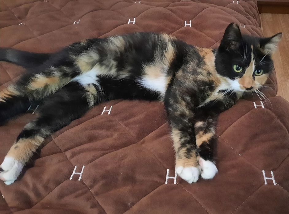 Киця безкоштовно в добрі руки.