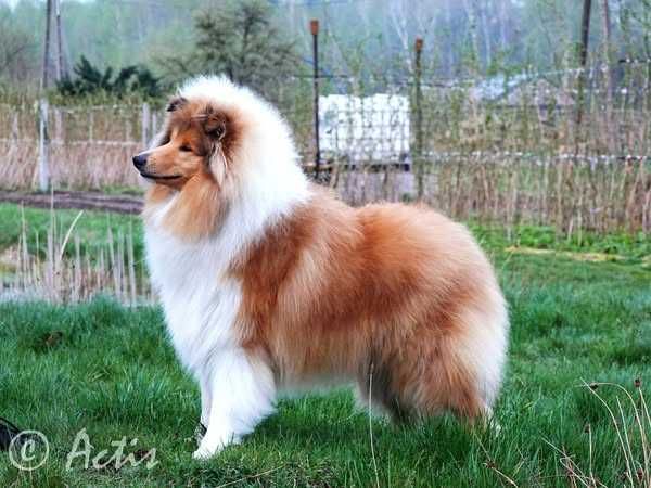 COLLIE Owczarek Szkocki piesek po Championach