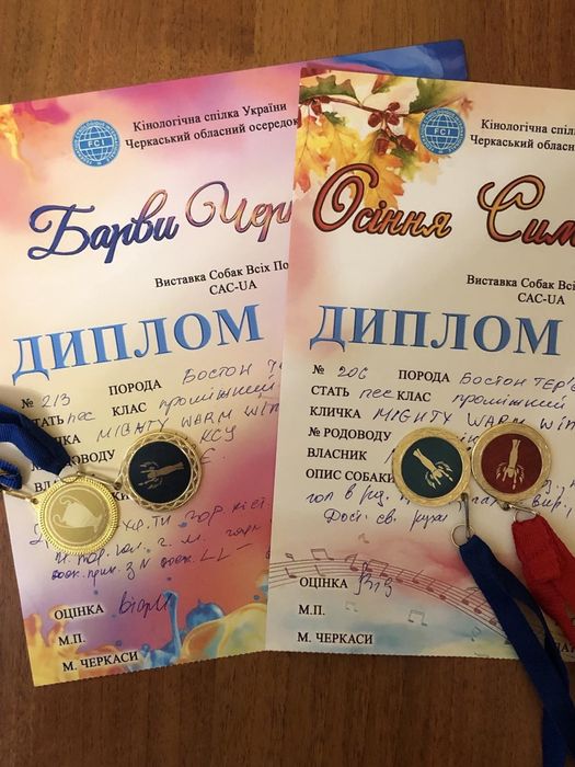 Кобель Бостон- терьер для вязки