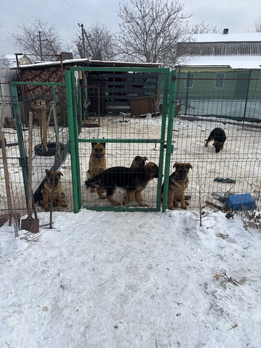 Продаются щенки німецької вівчарки