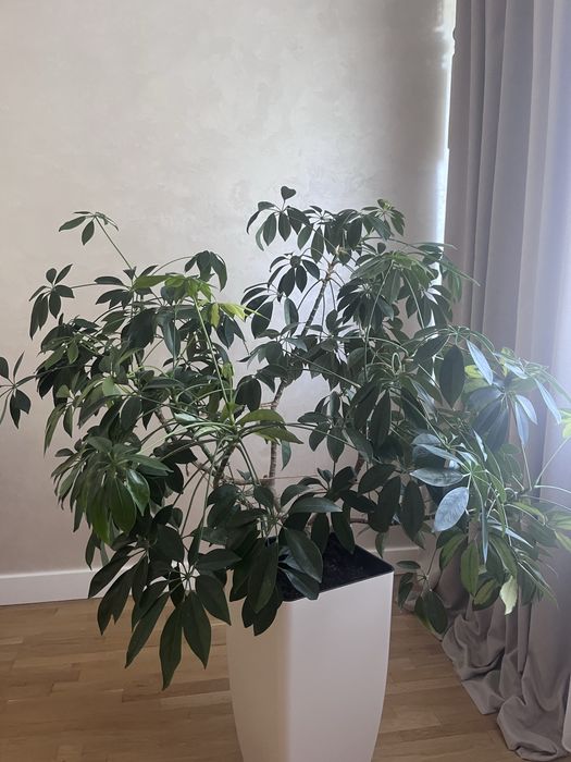 Шефлера кімнатна