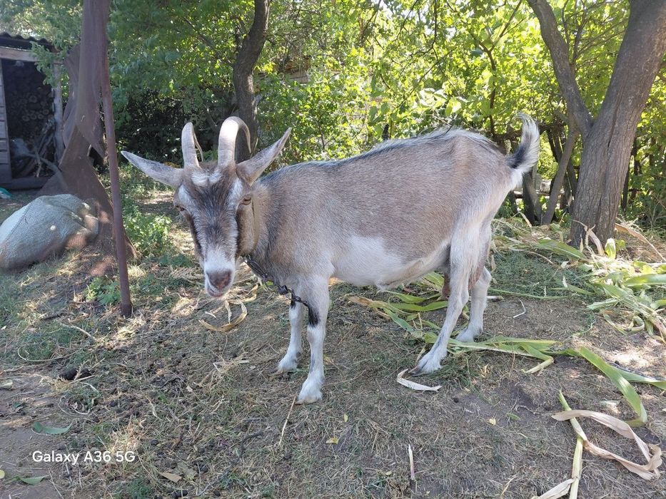 Продам дійну козу після 3 окоту