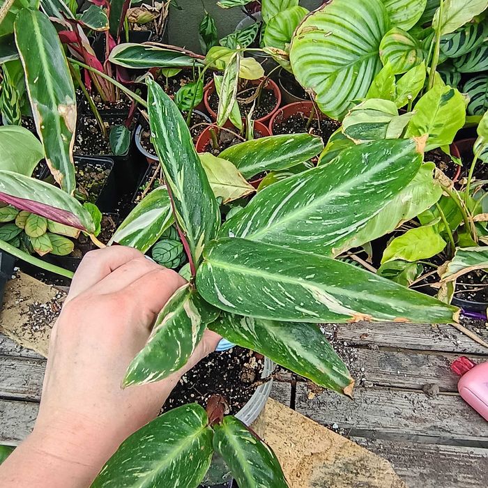Stromanthe sanguinea 'Magic Star', calathea kalathea rzadkość