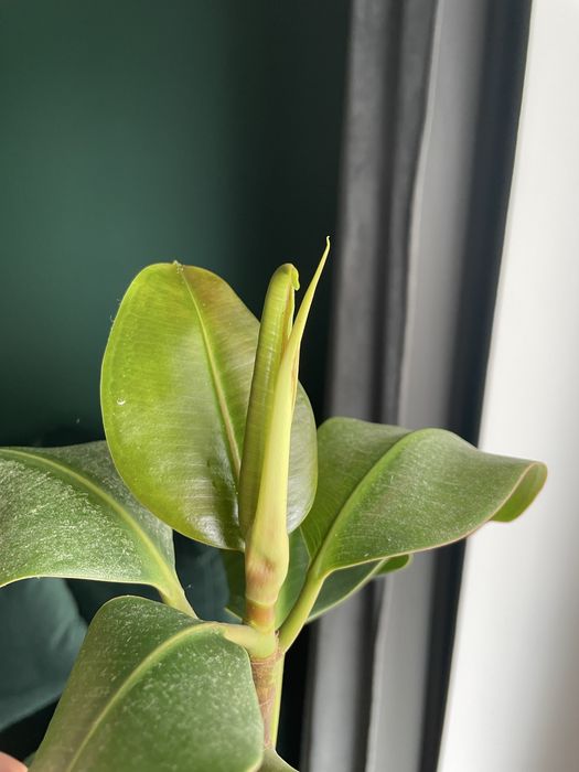 Kwiat fikus ficus wysoki 165 cm