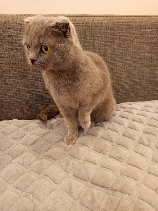 Не стерильная кошечка - голубая