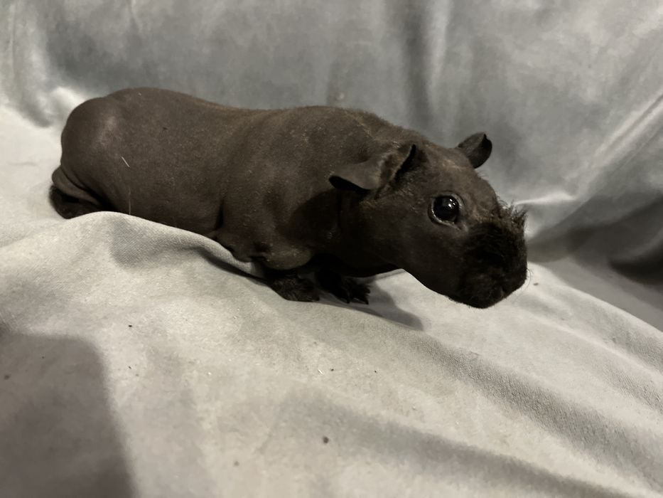 Świnki Skinny - dziewczynki, wysyłam