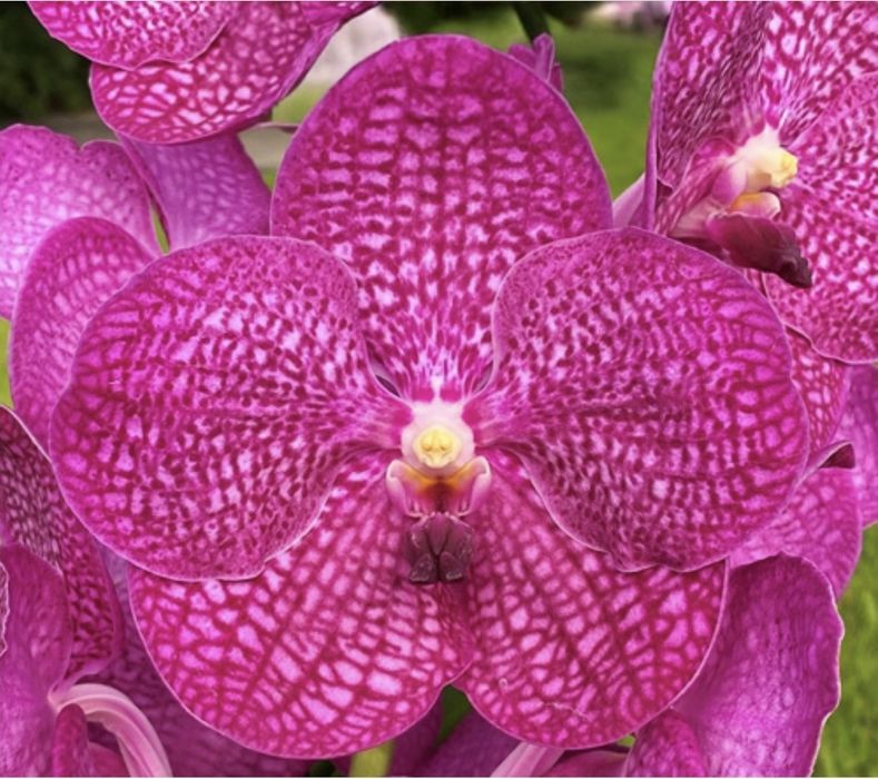 Ванда Vanda орхидея