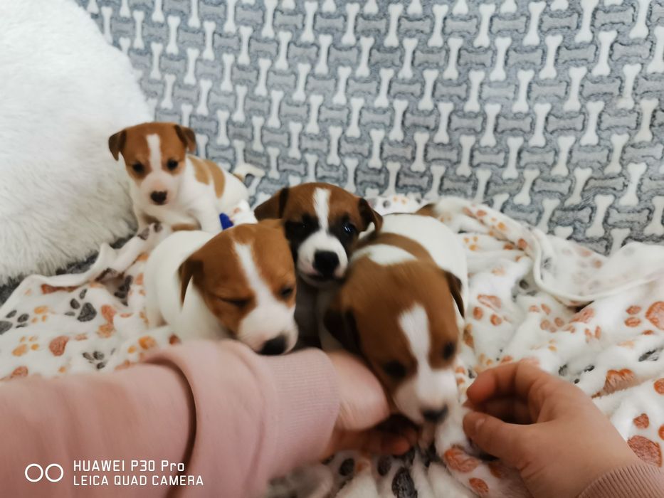 Jack russell Terrier suczka z rodowodem