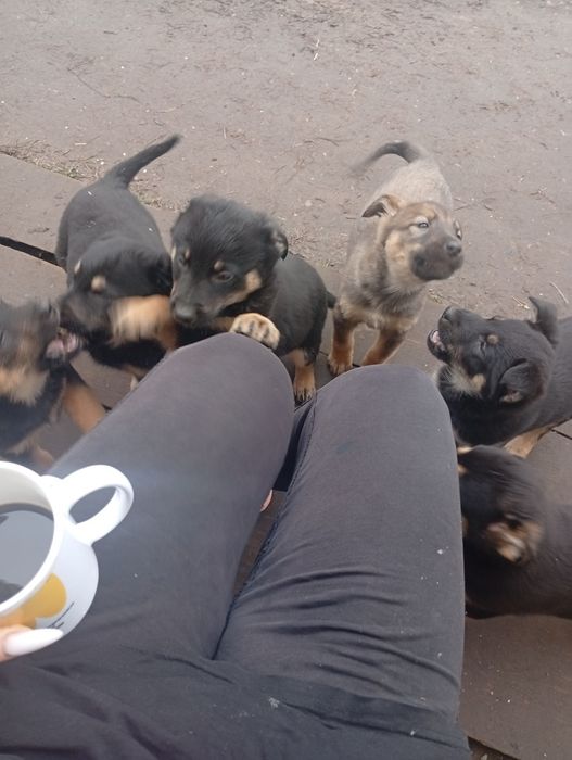 Віддамо цуценят в добрі руки