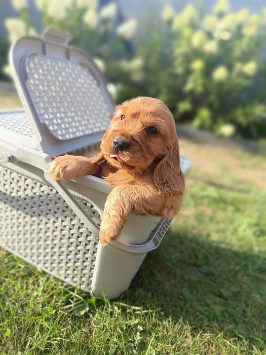 Cocker Spaniel - Gotowy Do Odbioru (Metryka,Szczepienia,Odrobaczone)