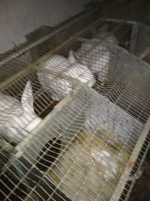 Продам кроликів Термонці.