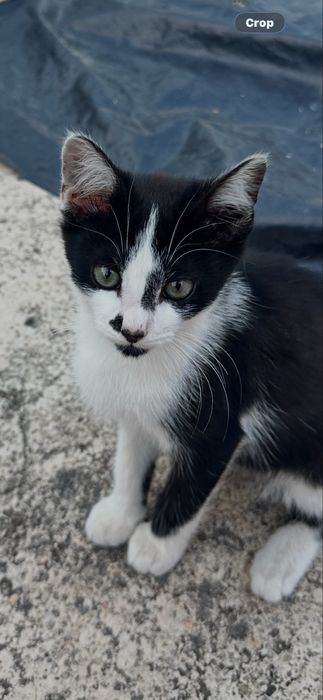 Gatinhos para adopção - procuram nova familia :)