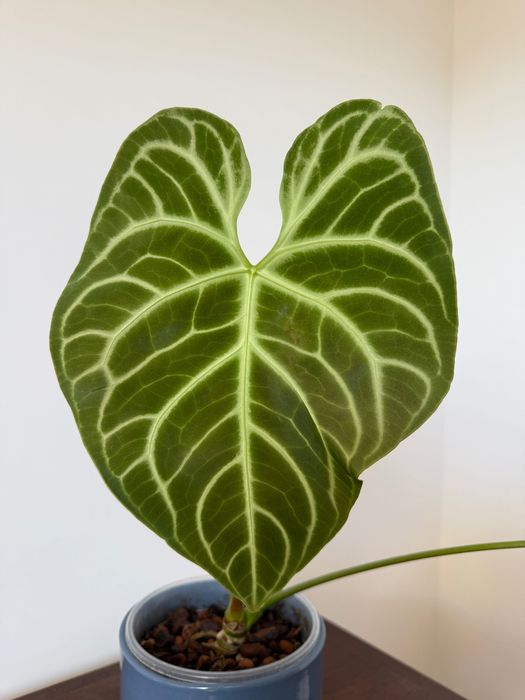 Planta de interior - Anthurium Regale