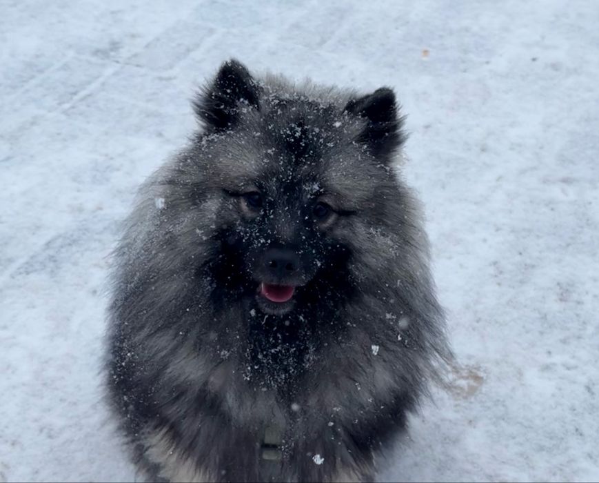 Дівчинка вольфшпіц