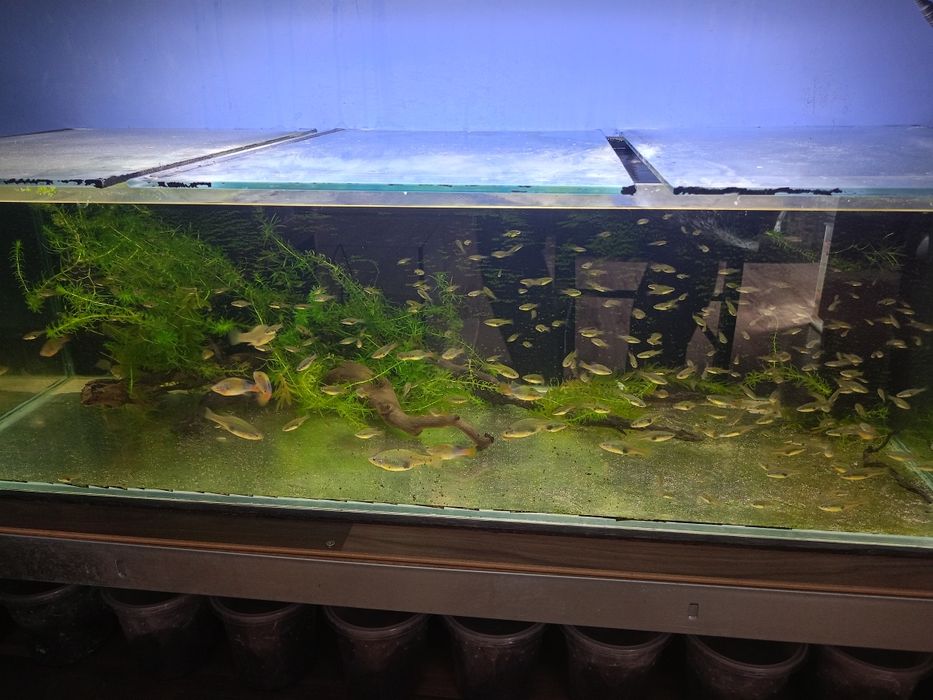 Młode Xenotoca eiseni