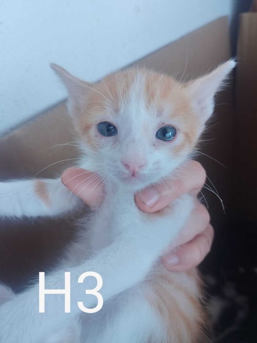 Gatinhos bebés machos para adoção
