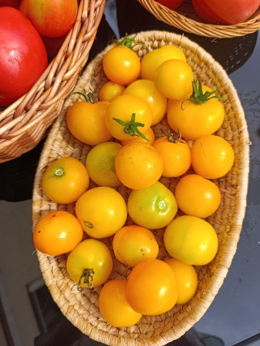 Nasiona pomidorów z Syberii