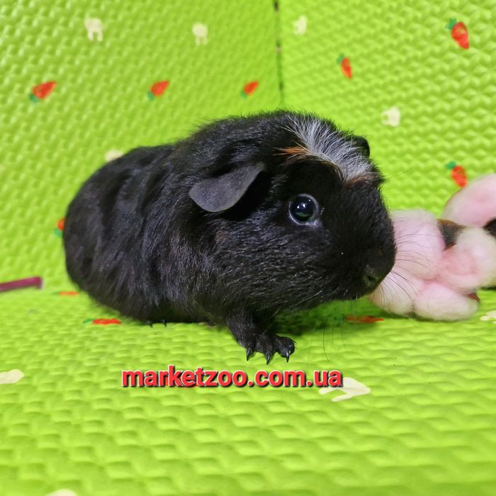 Рідкісний окрас породи кольоровий крестед,дівчинка!!!